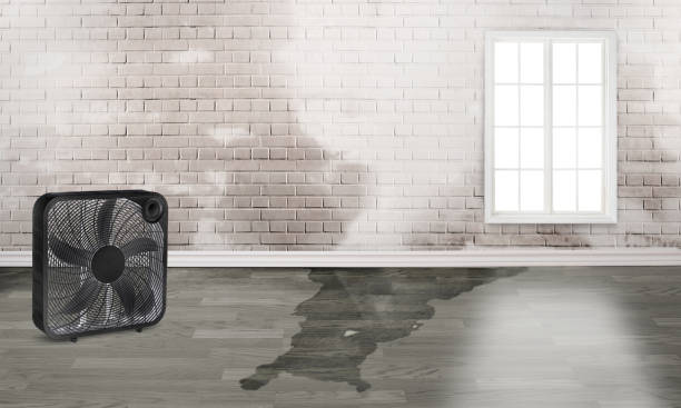 Best Flood restoration services  in Stockdale, TX